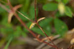 Dixie stitchwort